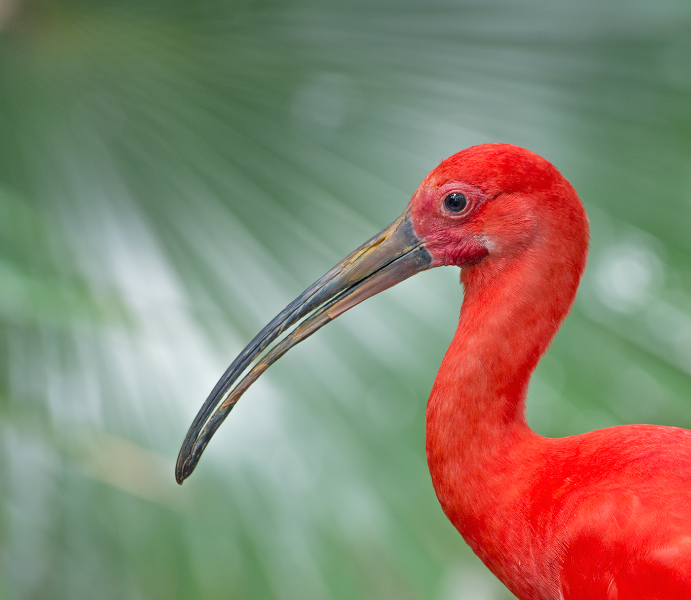 Scarlet Ibis