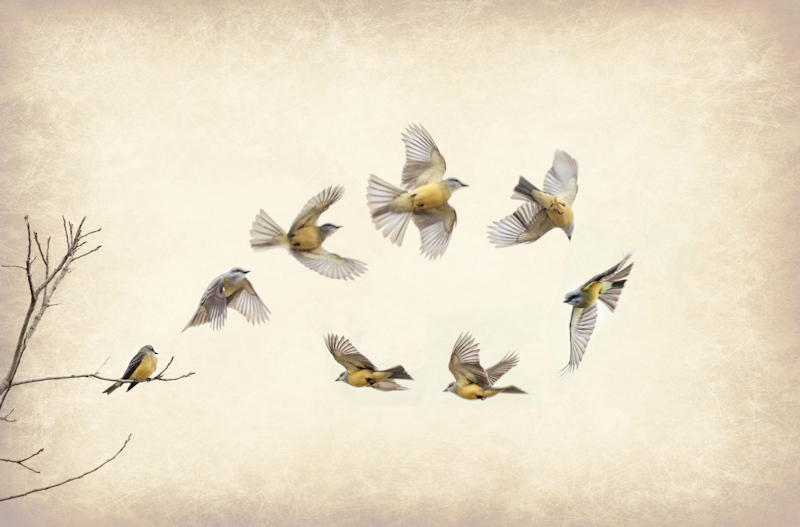 kingbird sequence