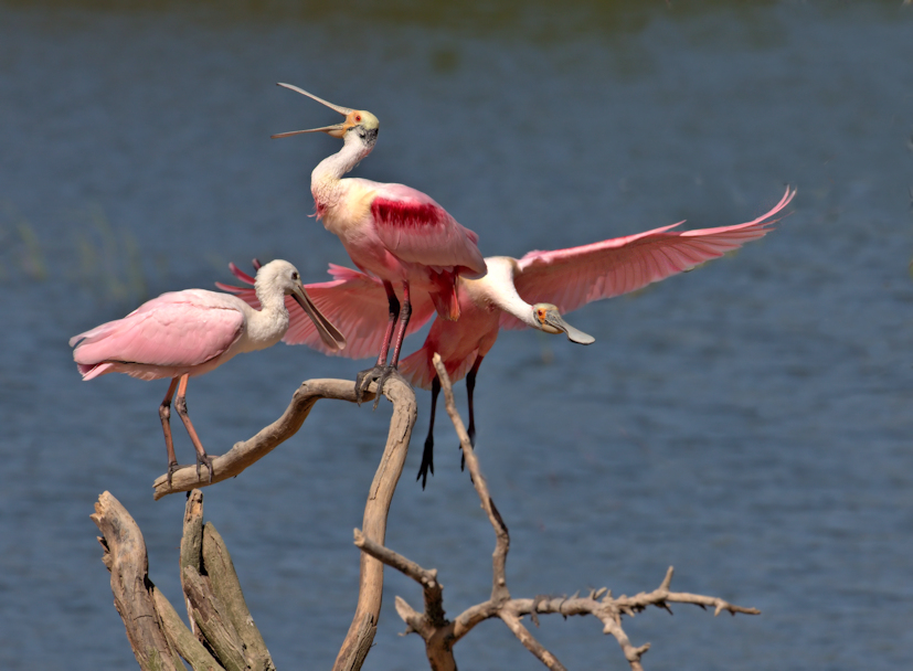 Spoonbill Trio