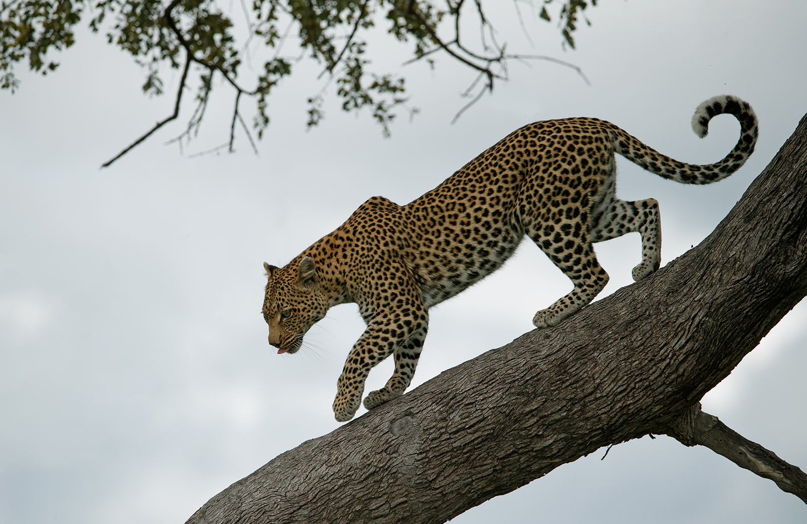 Descending Leopard