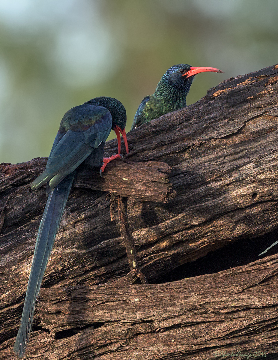 Green Wood Hoopoe_Pair