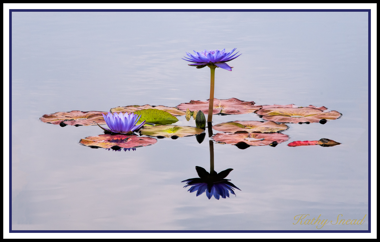 Water Lily