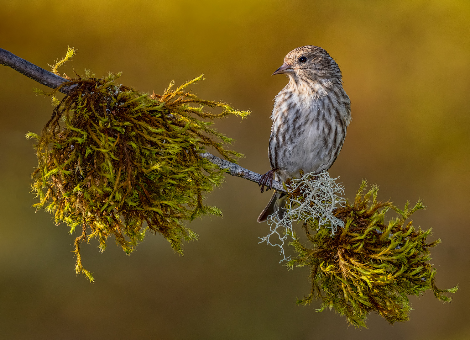 Pine Siskin
