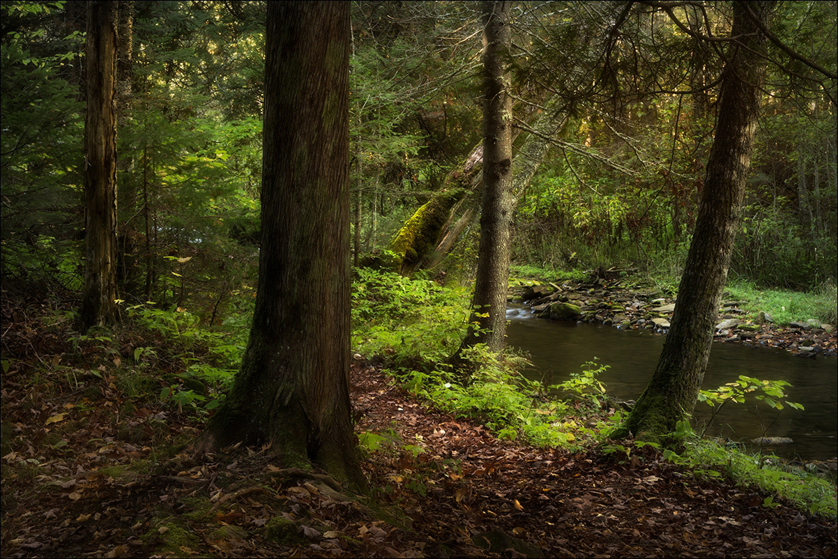 AuTrane Woods & River