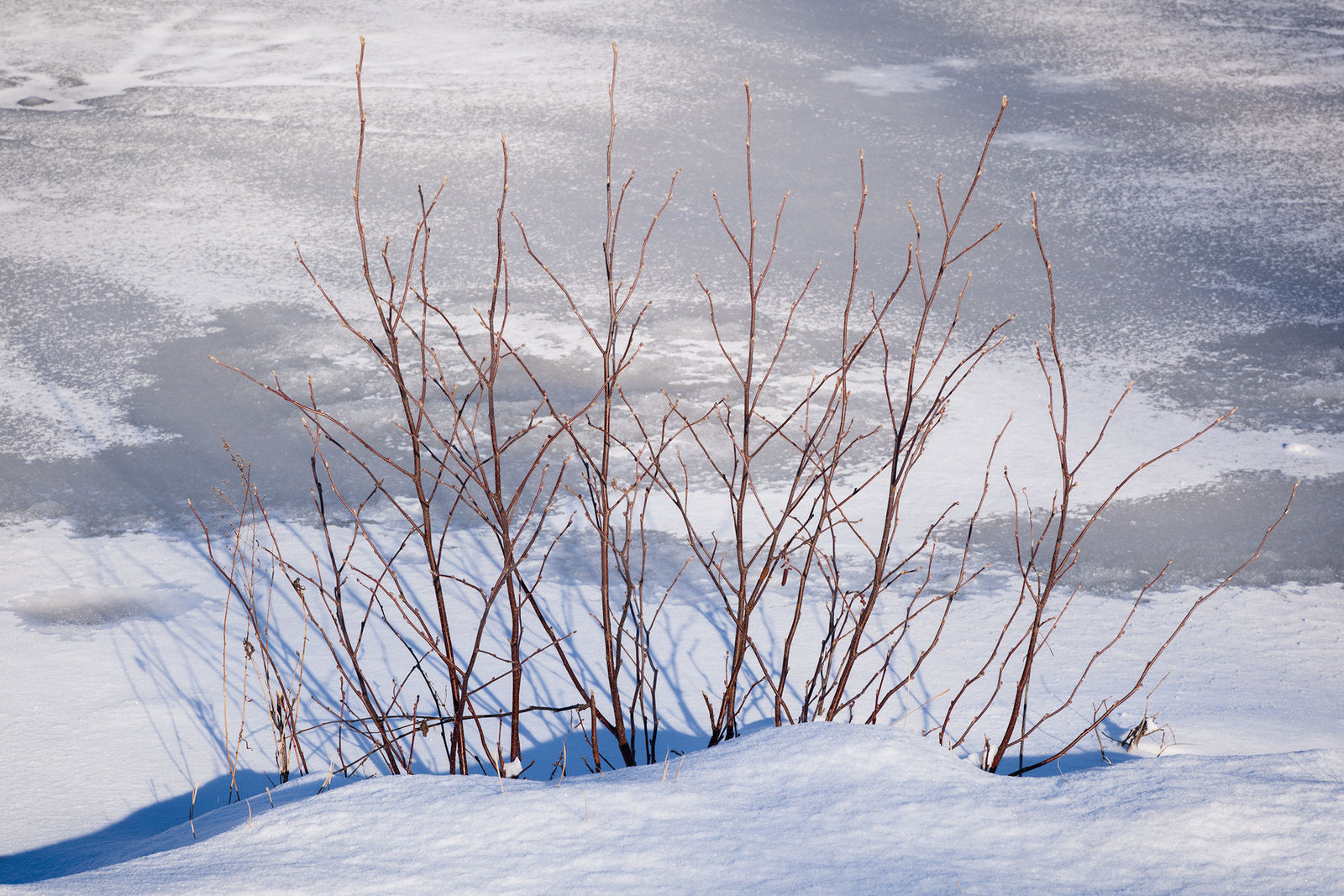 Fresh Snow 4