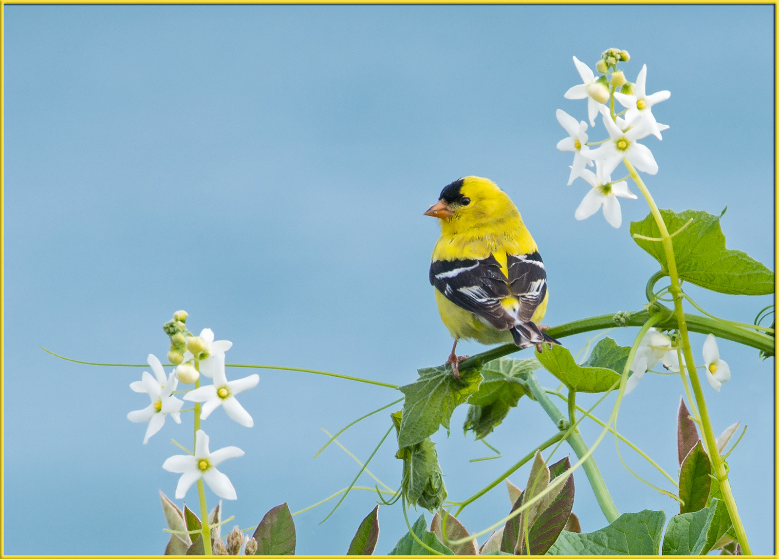 American Goldfinch