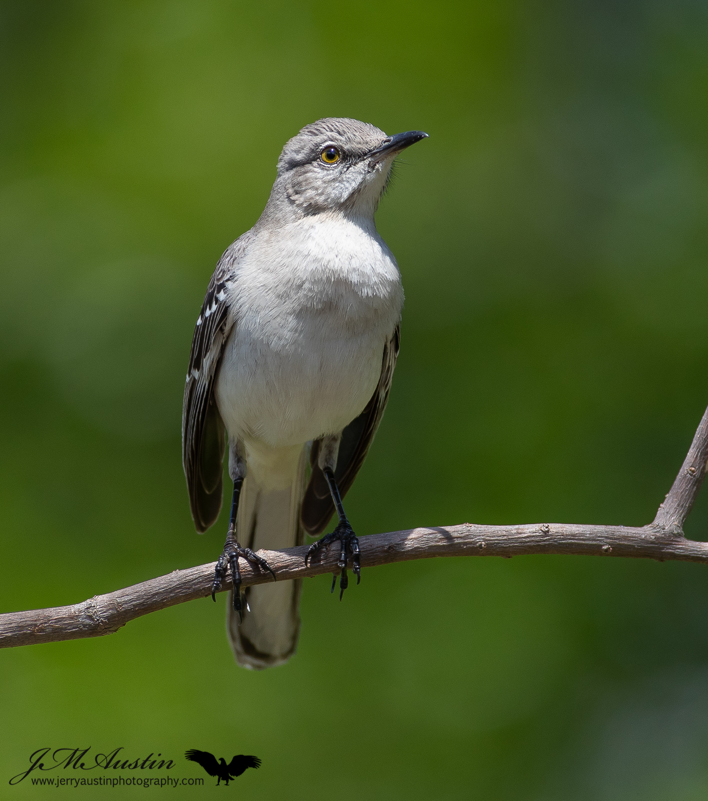Texas State Bird