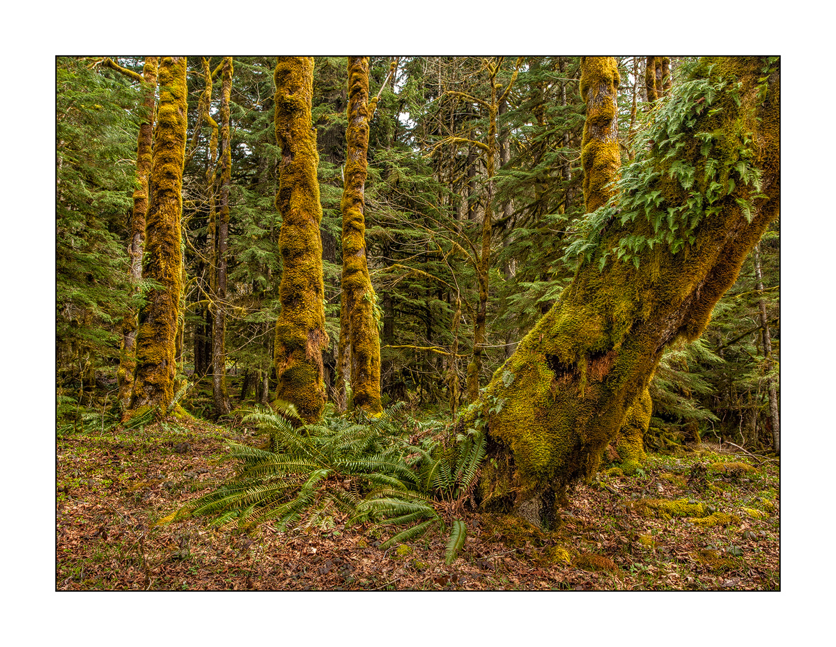 In the Forest