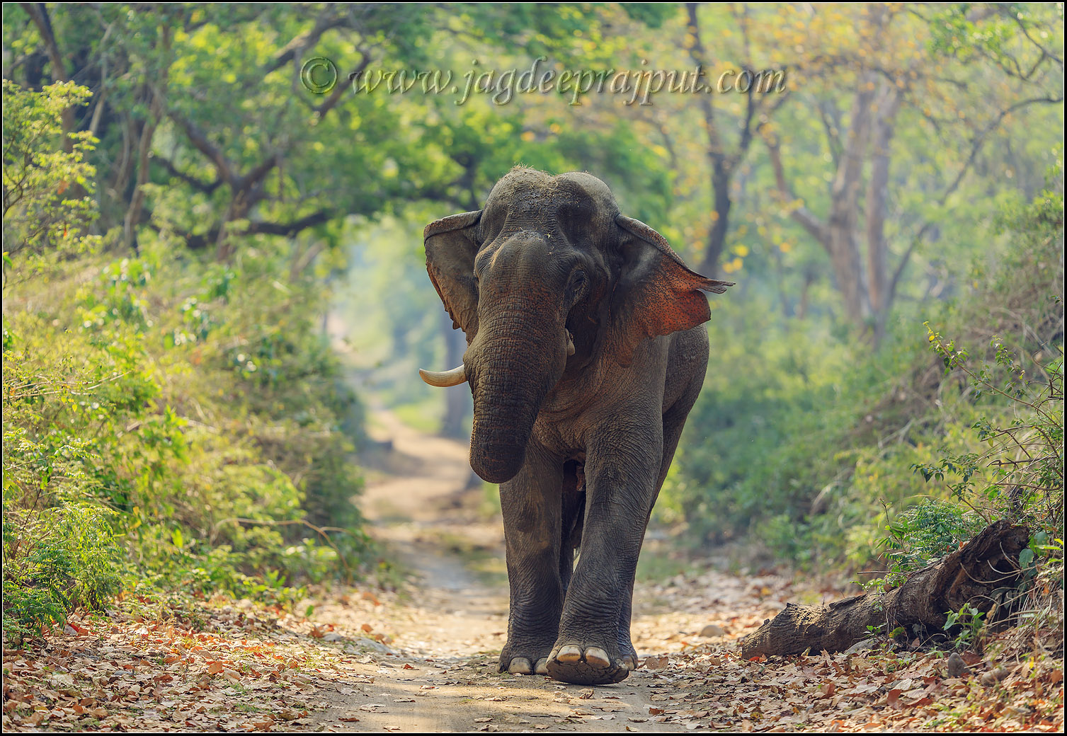 Tusker
