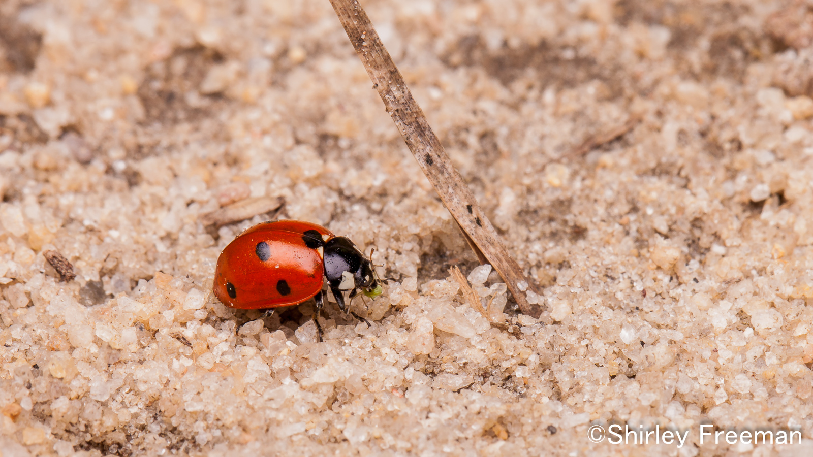 Ladybug With Lunch