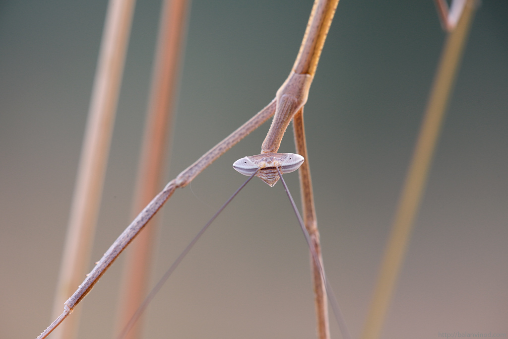 Dry Grass Mantis