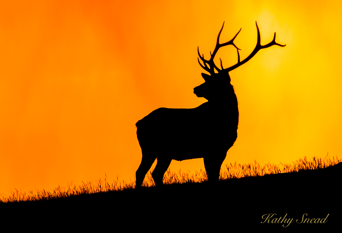 Elk at Sunset