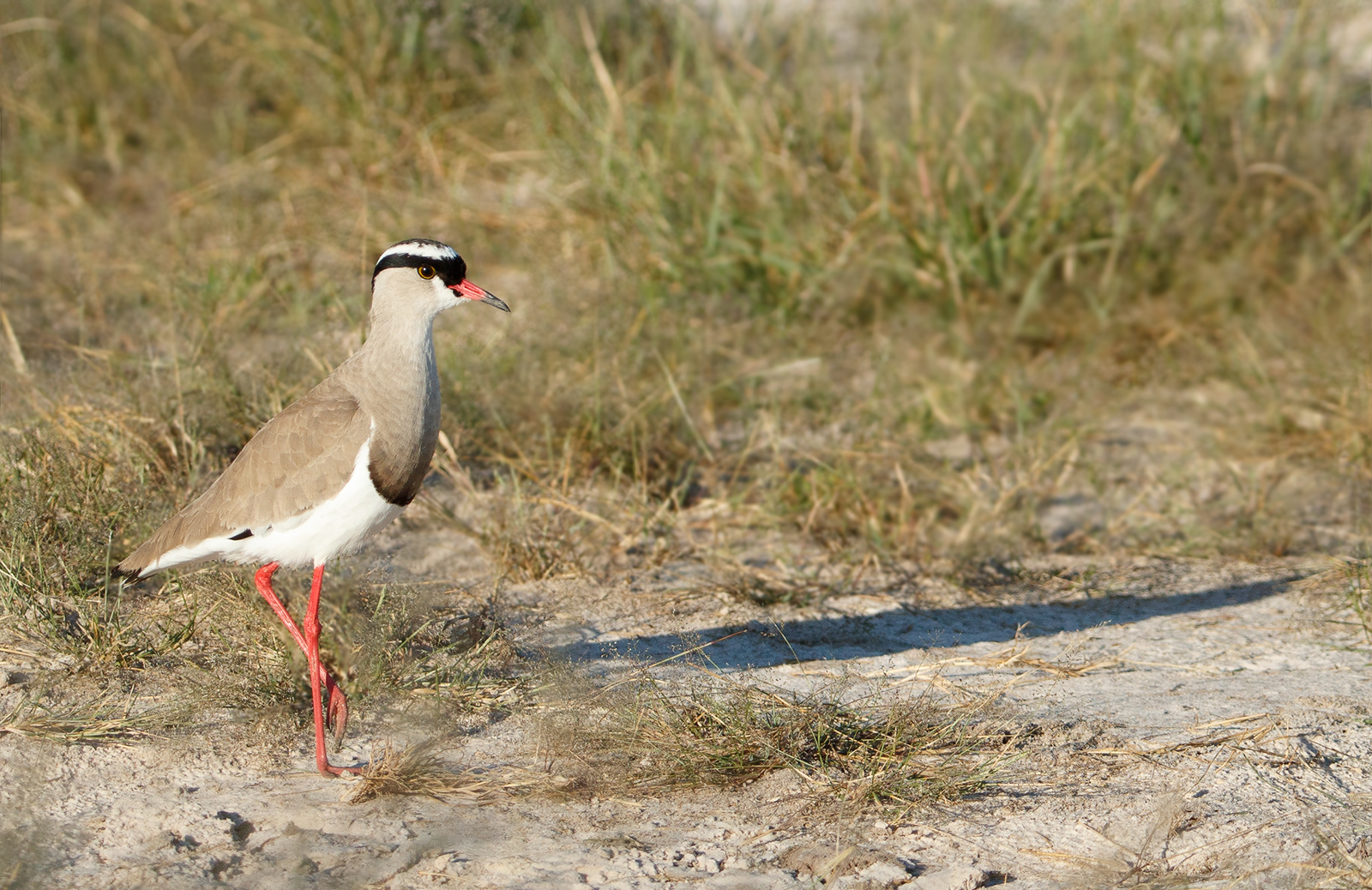 Crowned Plover