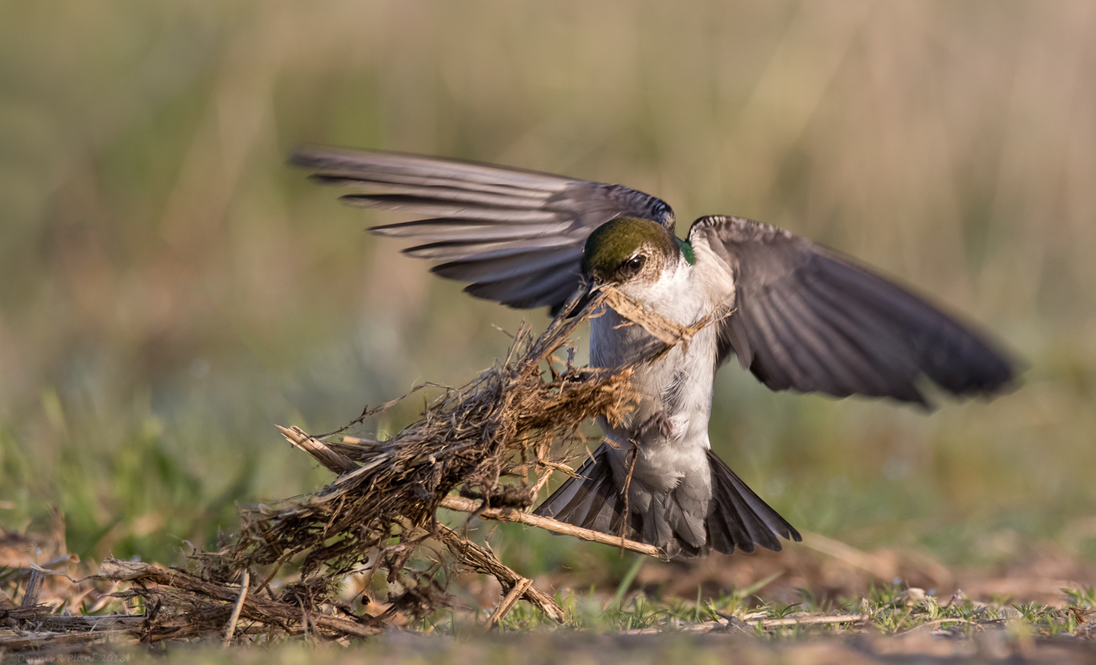 Nesting Time