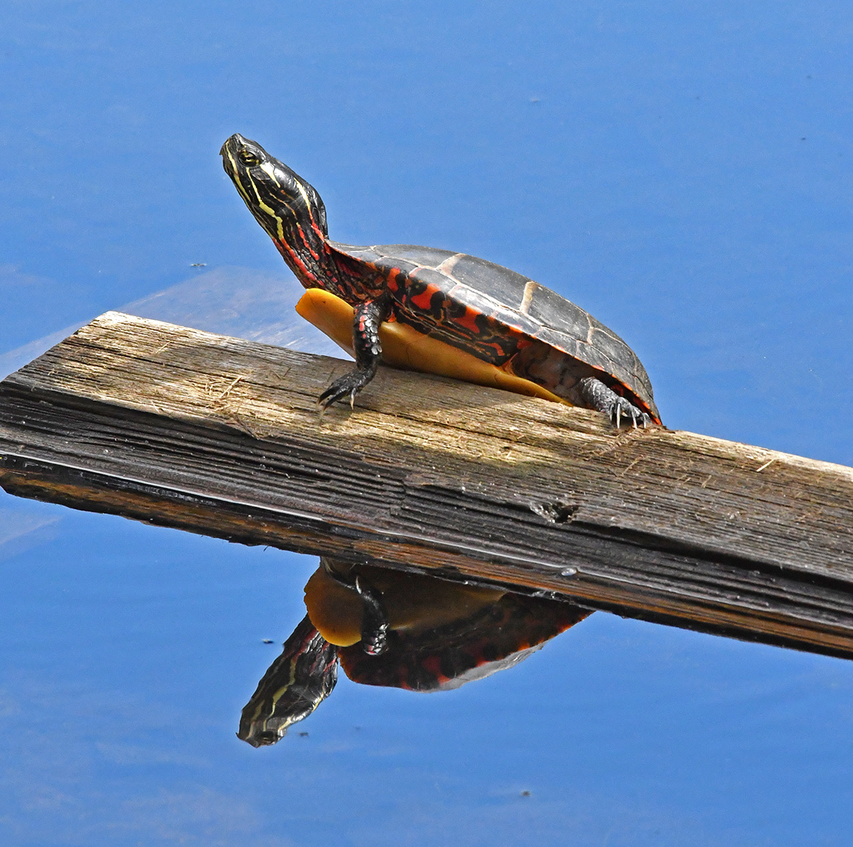 Painted Turtle on Plank 