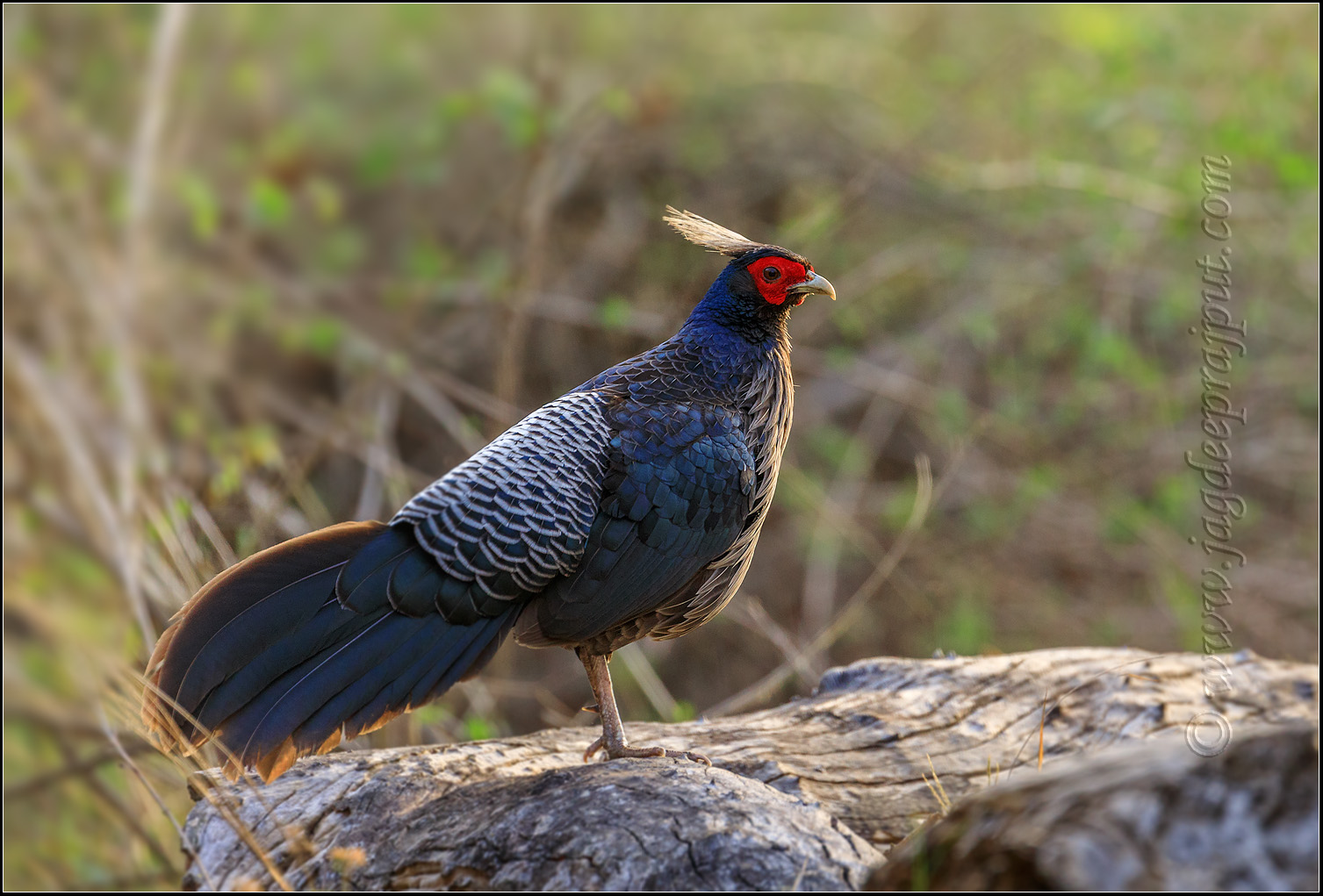 Khaleej Pheasant