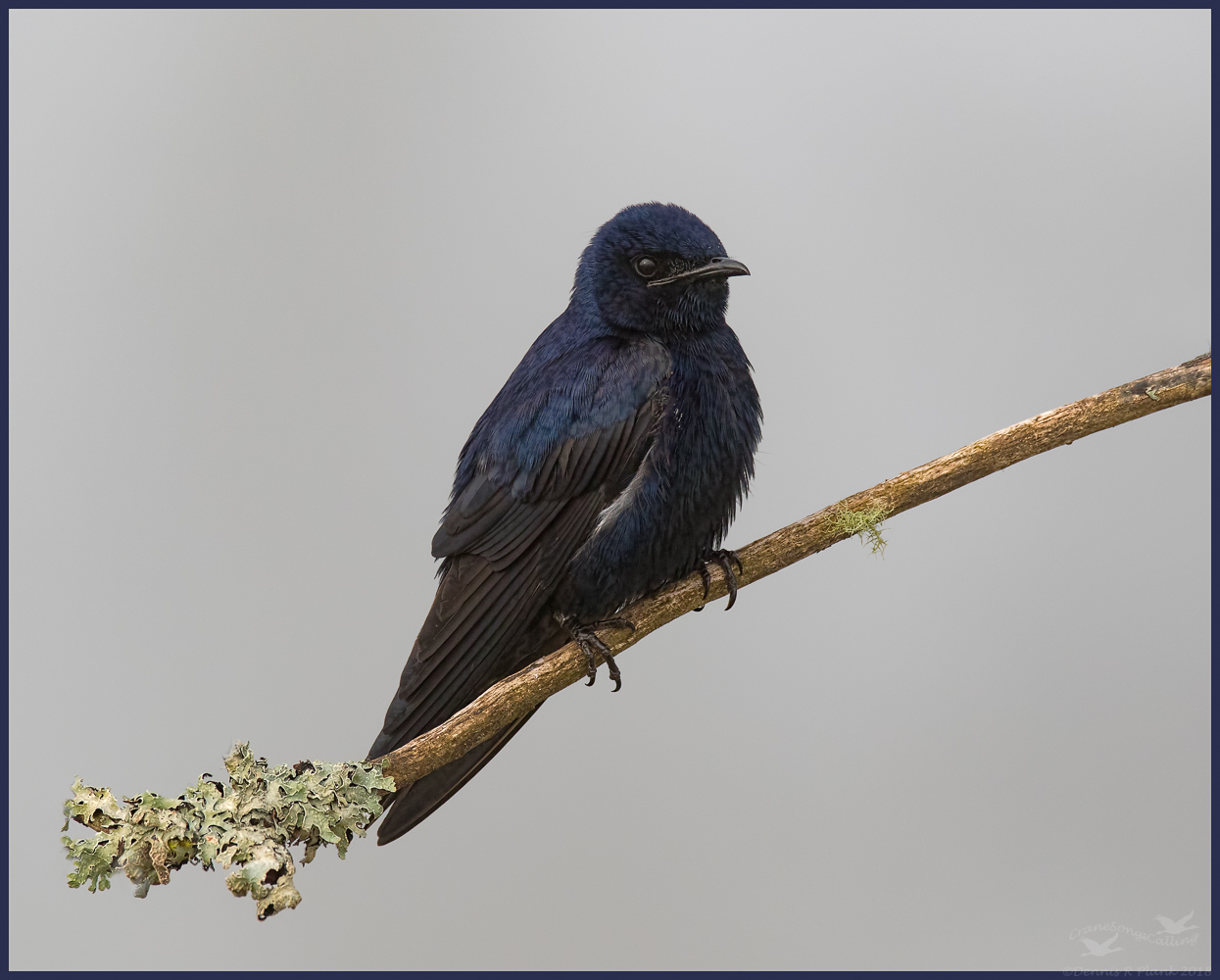 Purple Martin & RP
