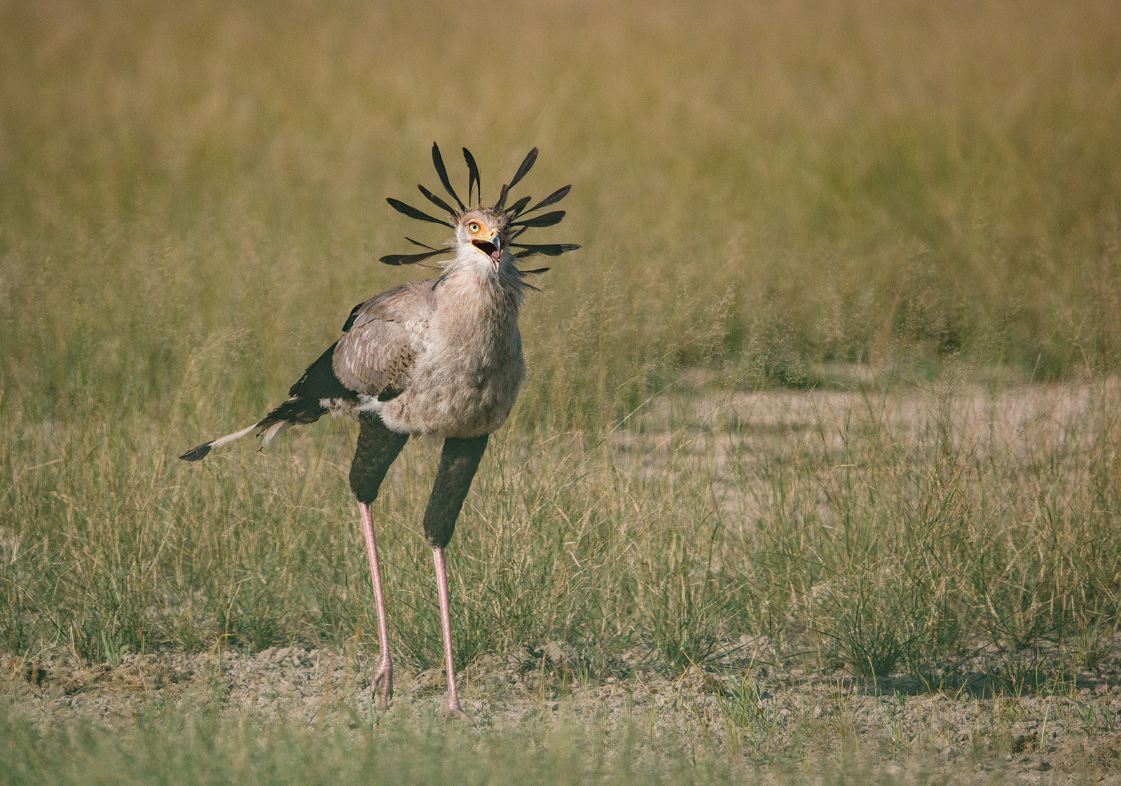 Secretary Bird