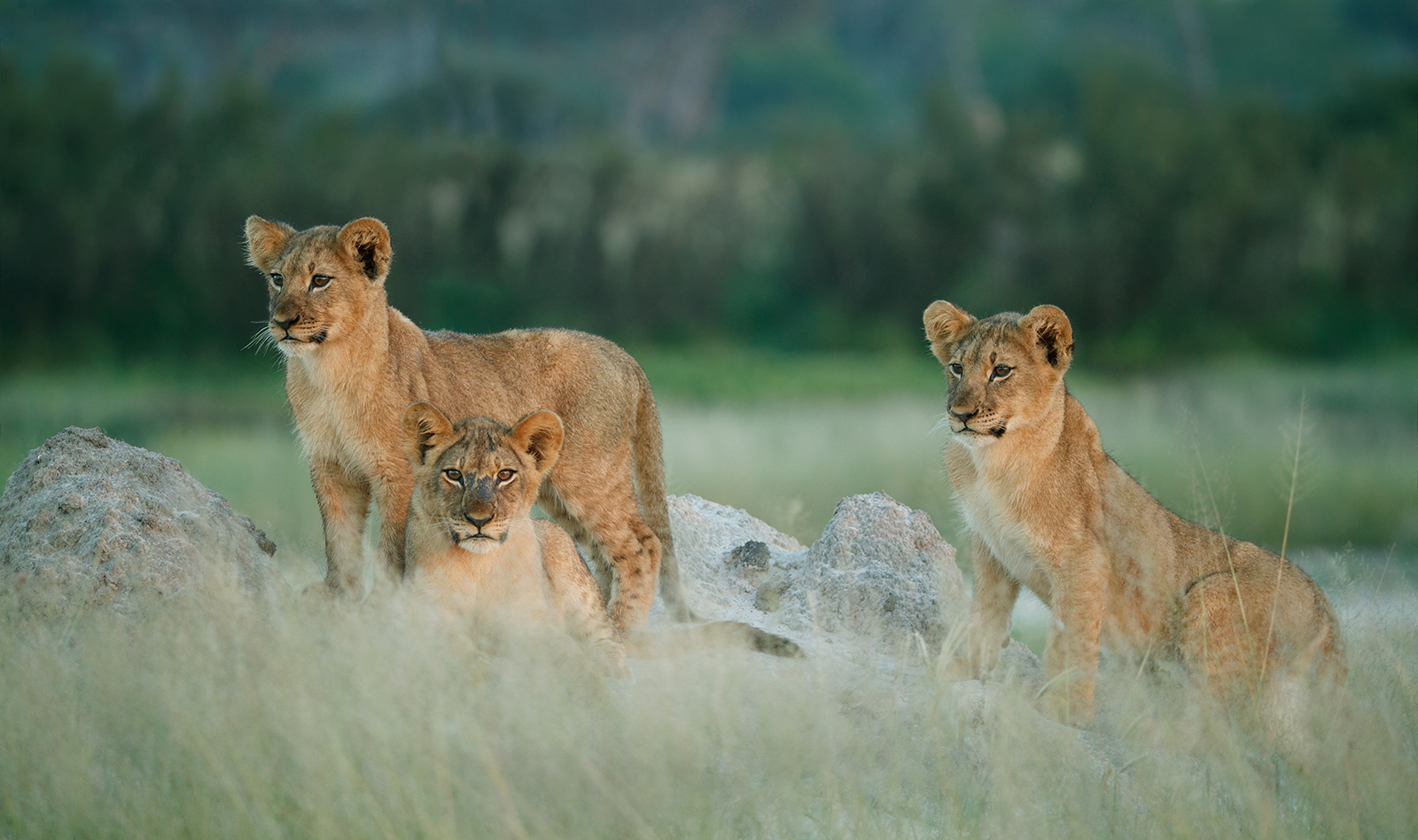 Early  Morning Lions