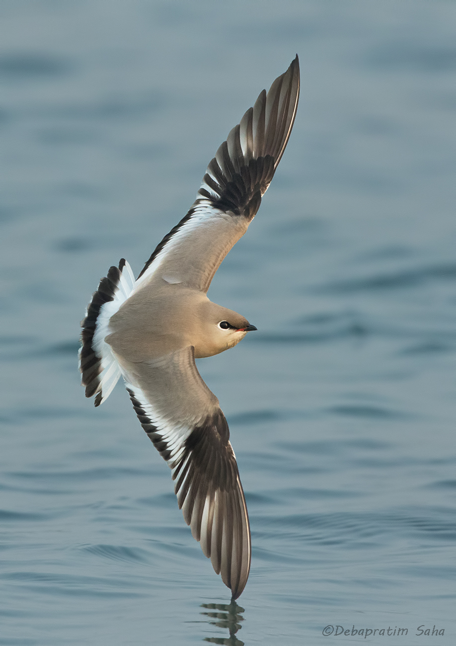 Pratincole