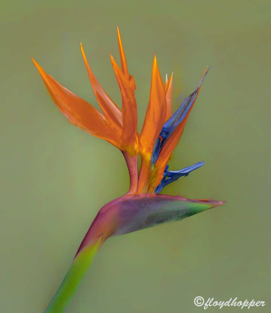 Bird of Paradise