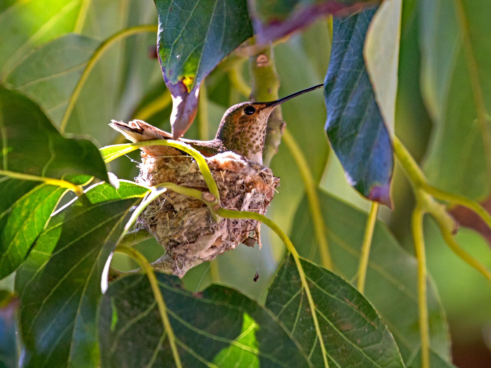 Rufous Nest