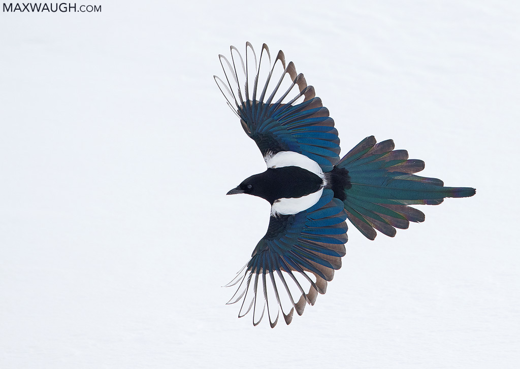 Black-Billed Magpie
