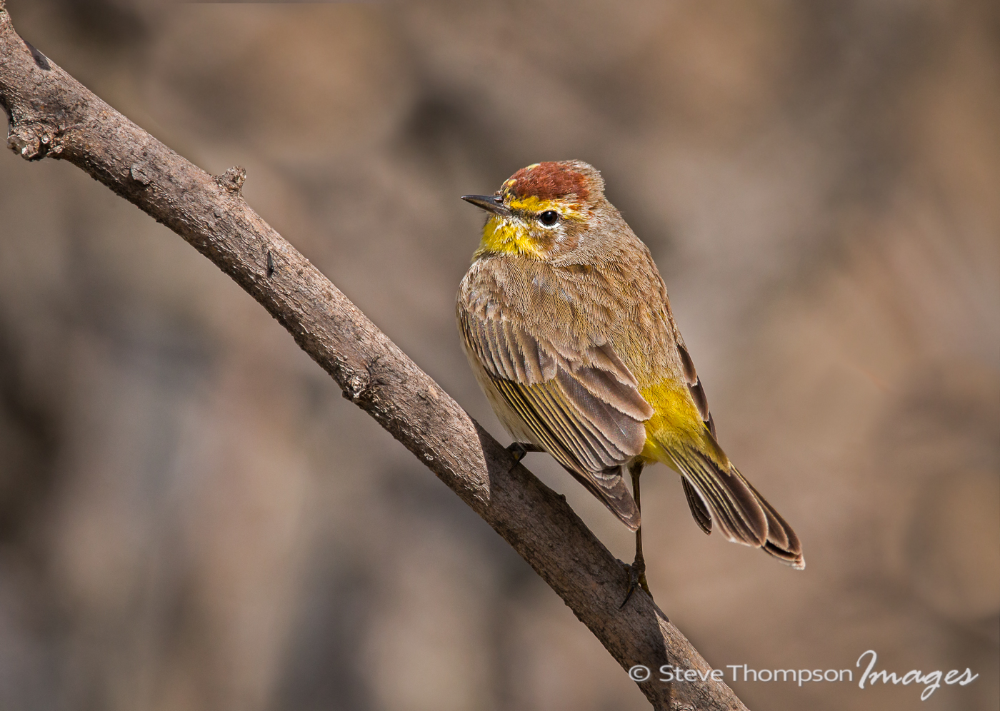 Palm Warbler
