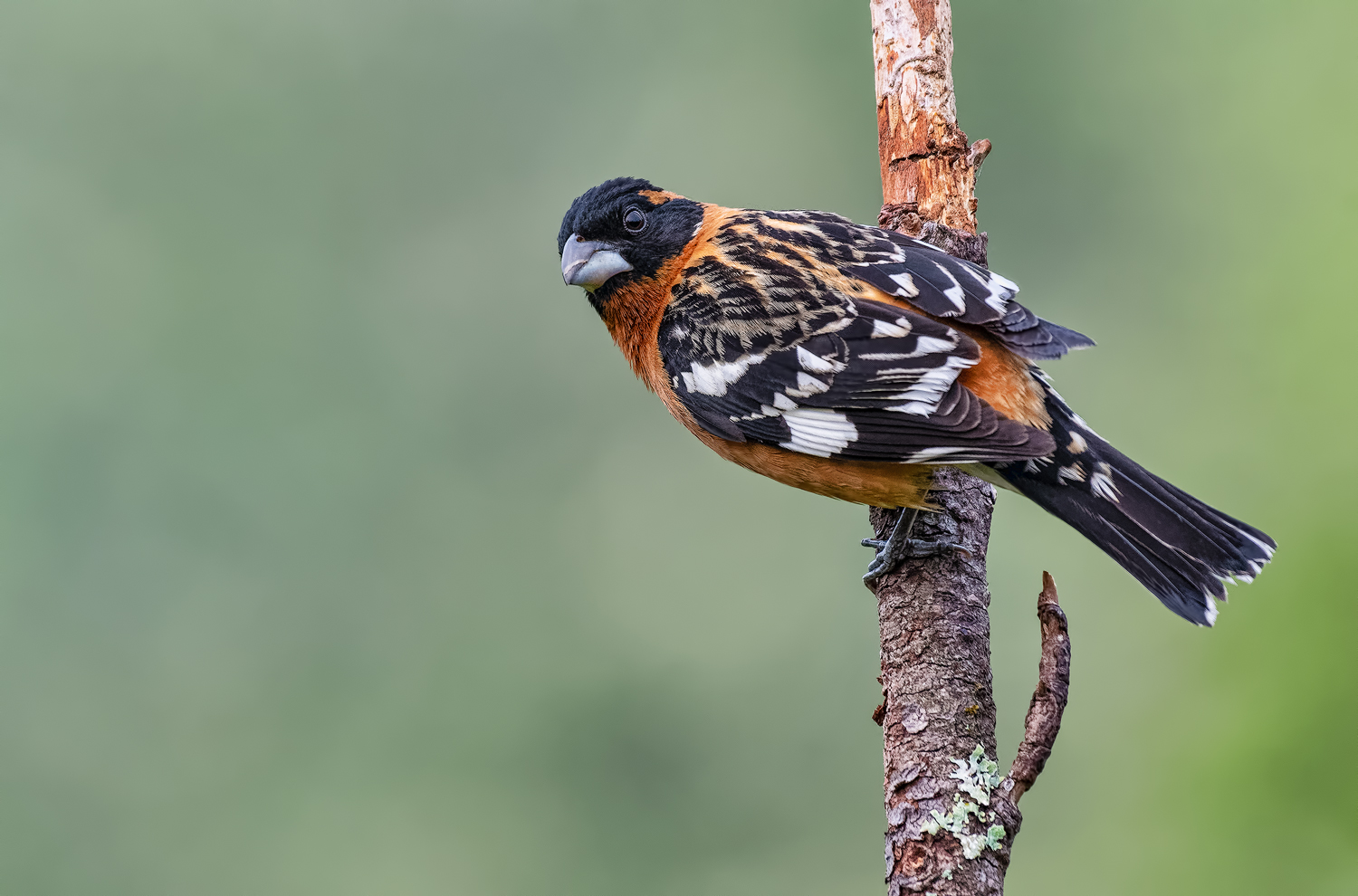 Black Headed Grosbeak