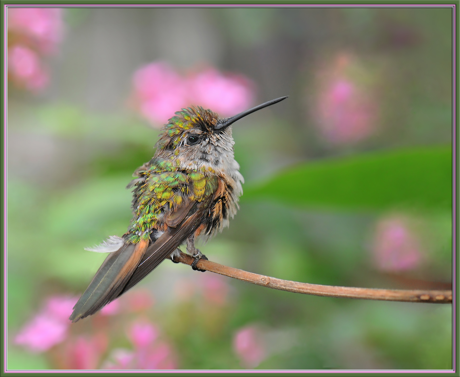 Bedraggled (c)