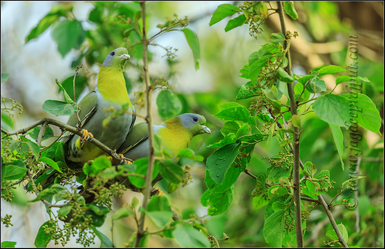 Love Birds