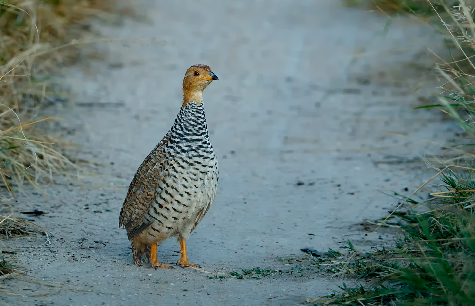 Coqui Francolin