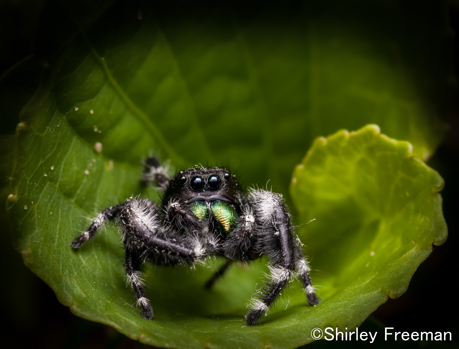 Jumping Spider