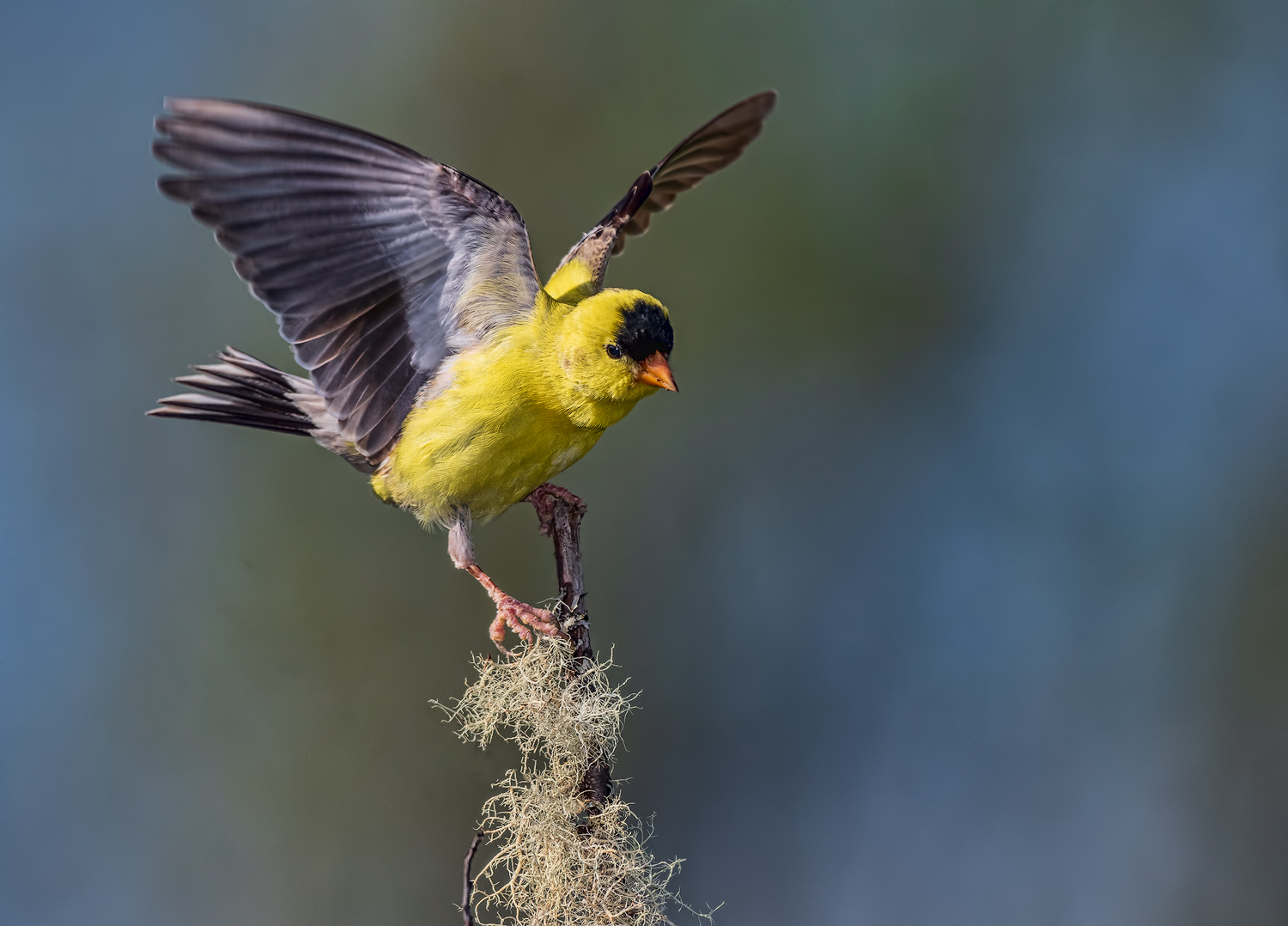 Goldfinch Liftoff