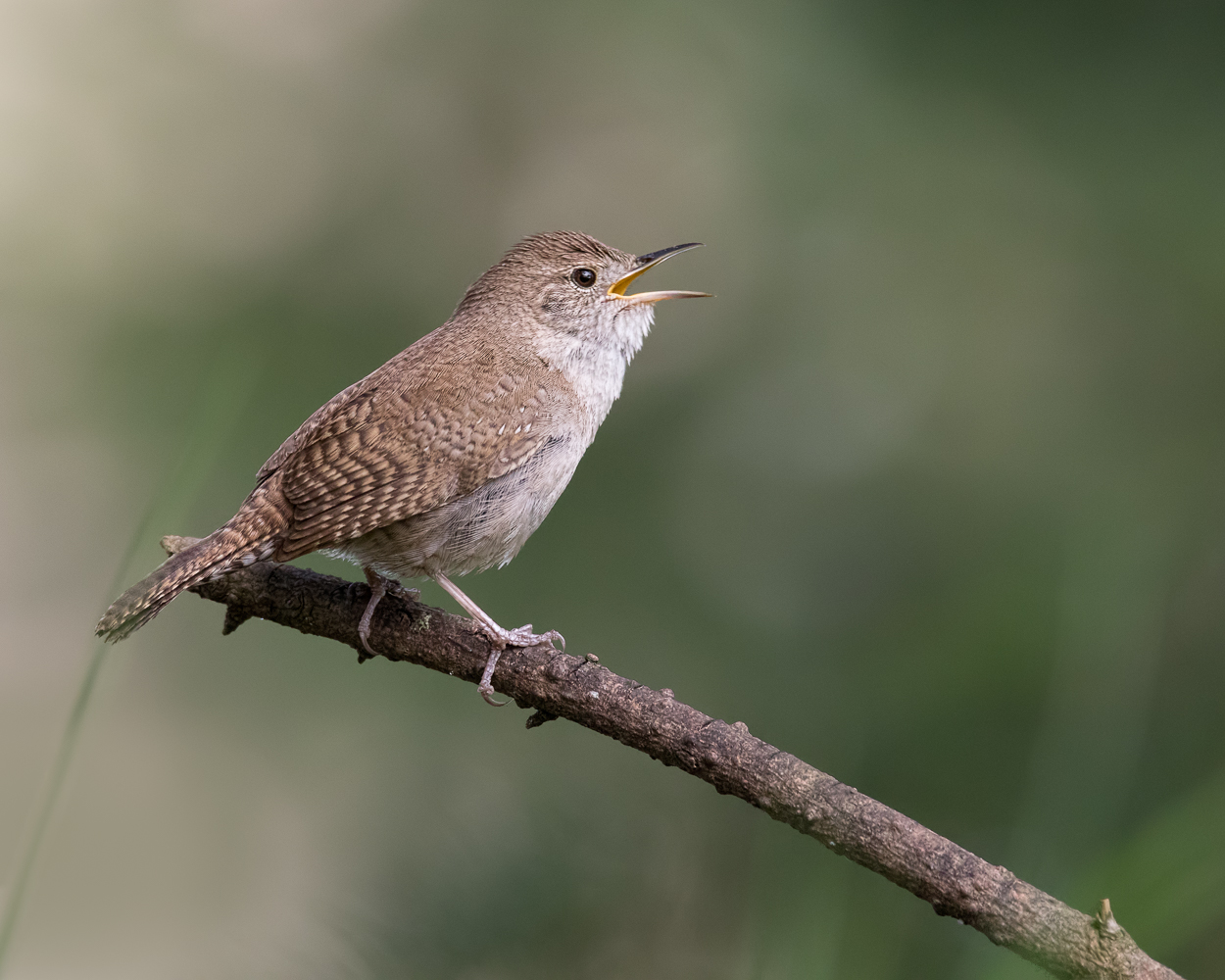 House Wren