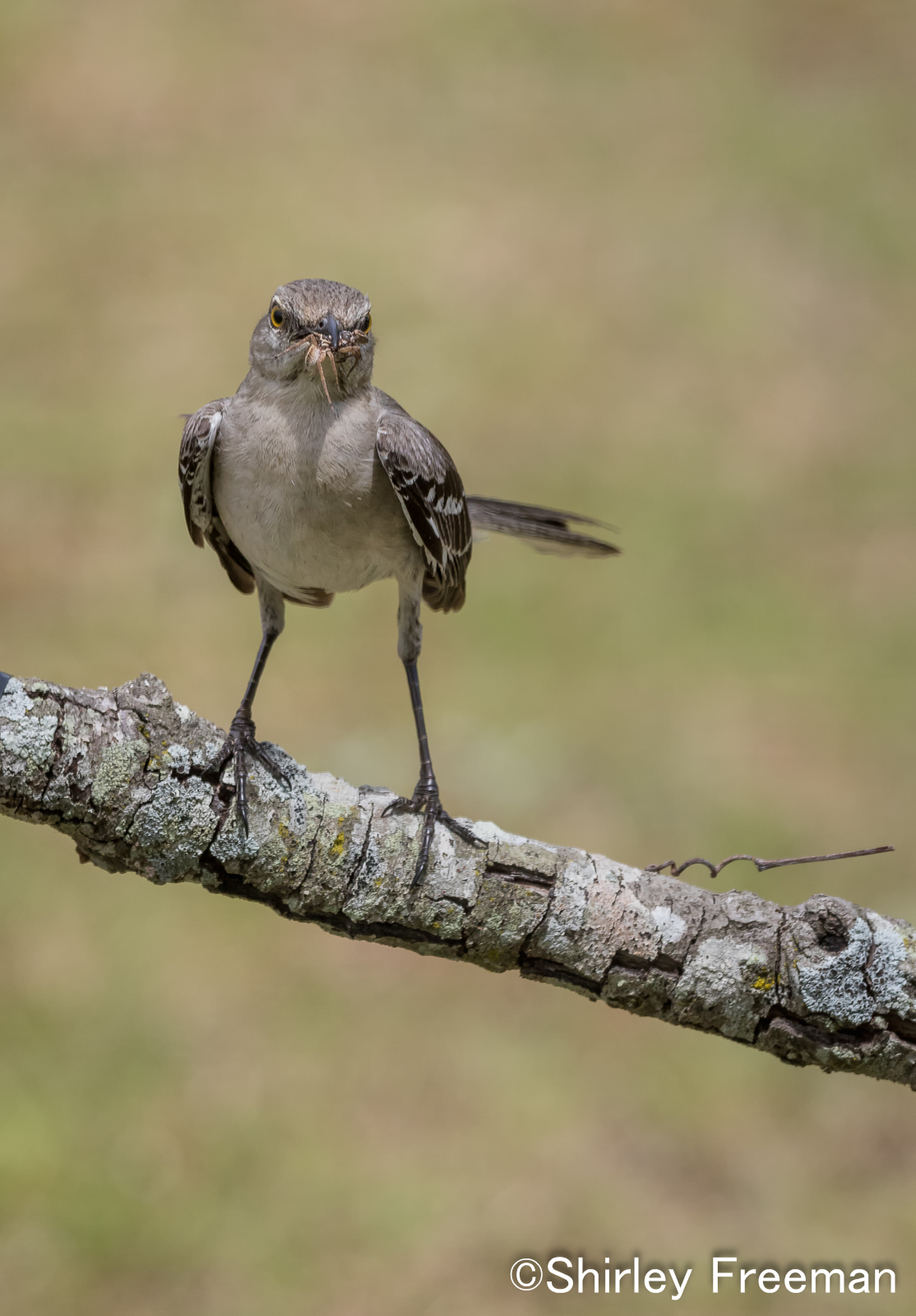 Mockingbird Having Lunch