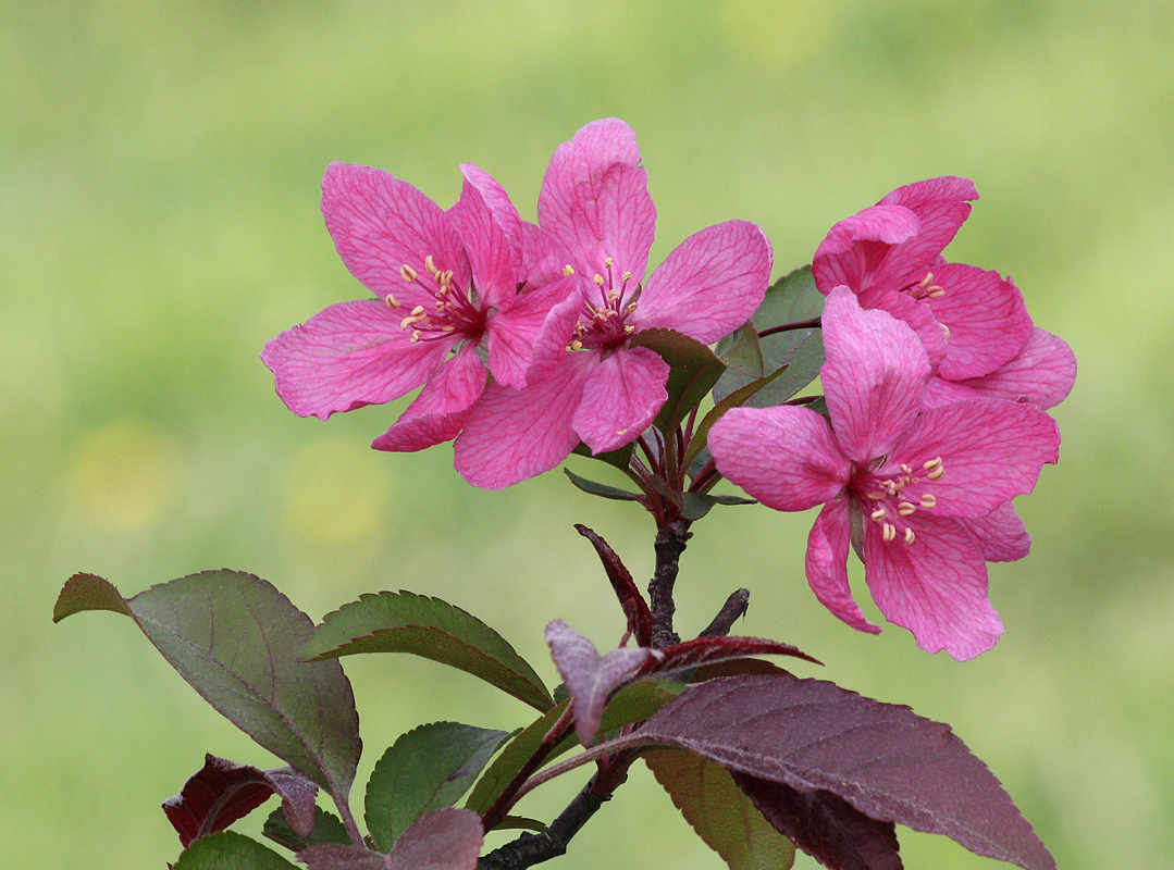 Pink Tree Flowers