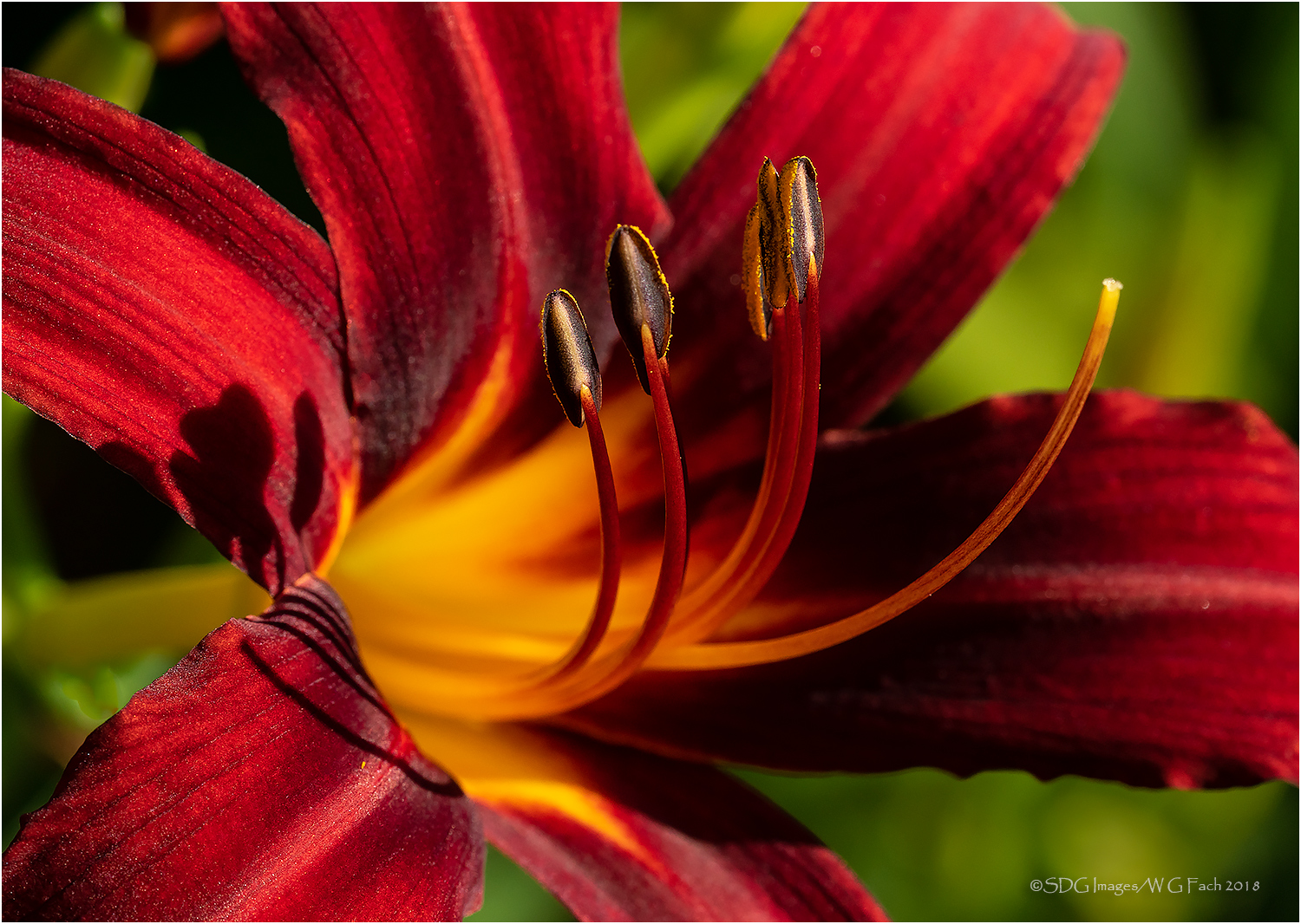 Dawn Greeter