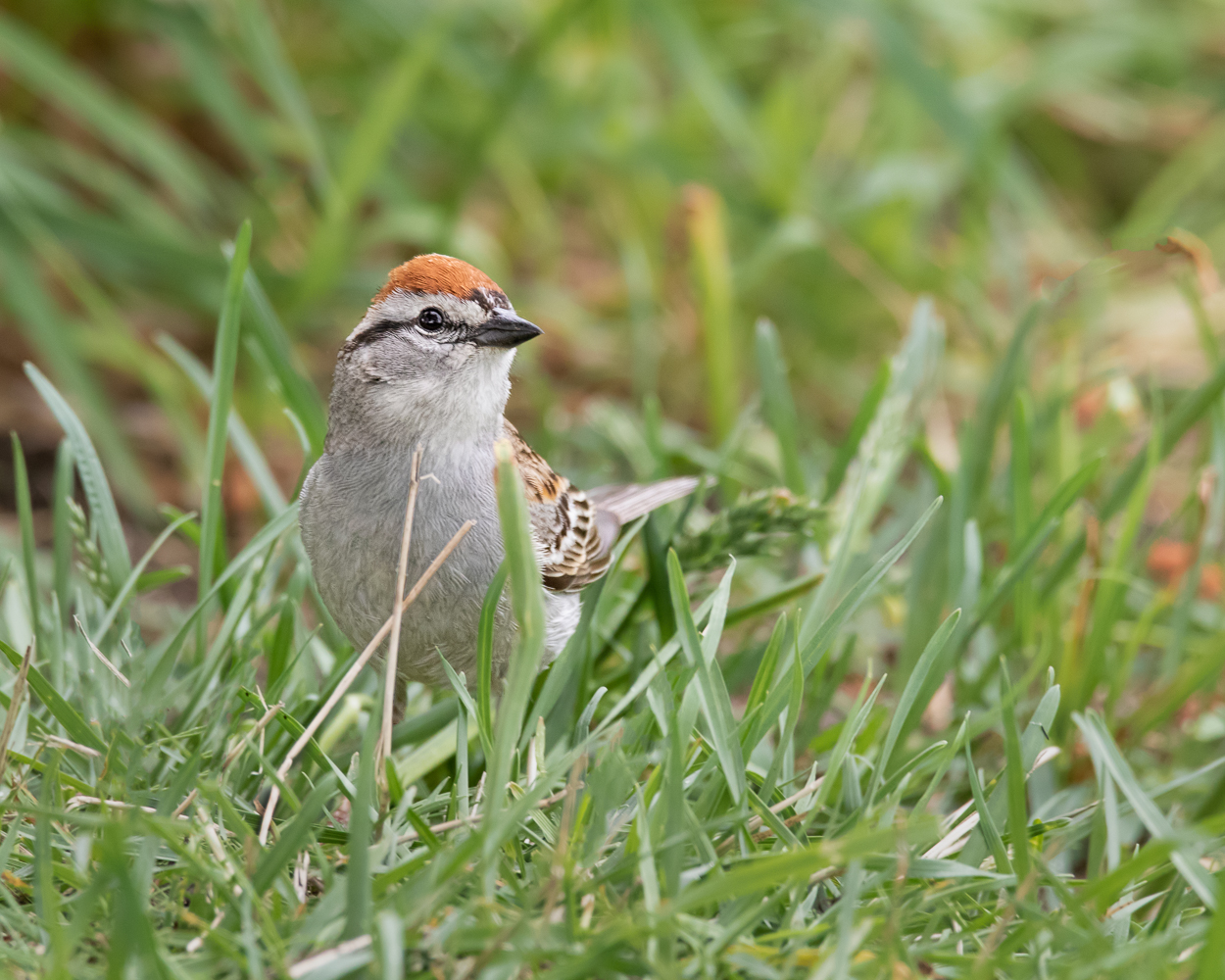 Chipping Sparrow