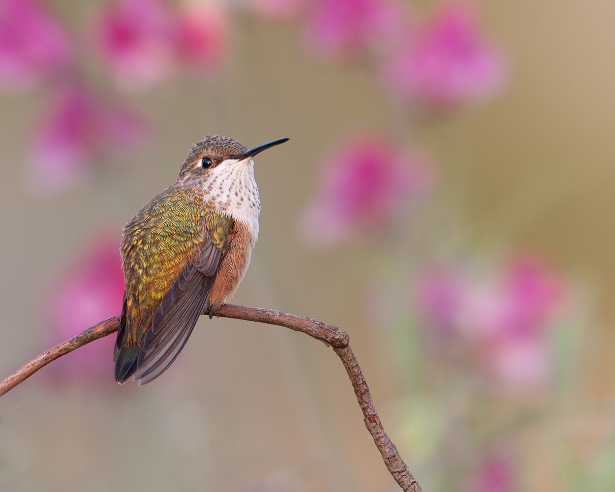 Hummer Theme Continued