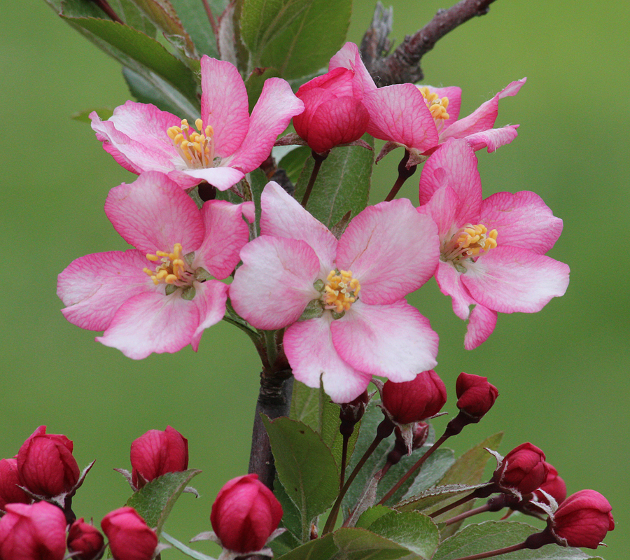 Crabapple Flowers & Buds