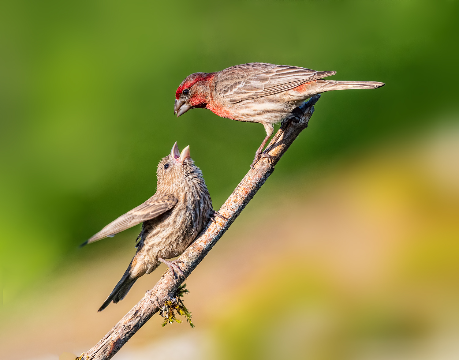 Finch Feeding Time