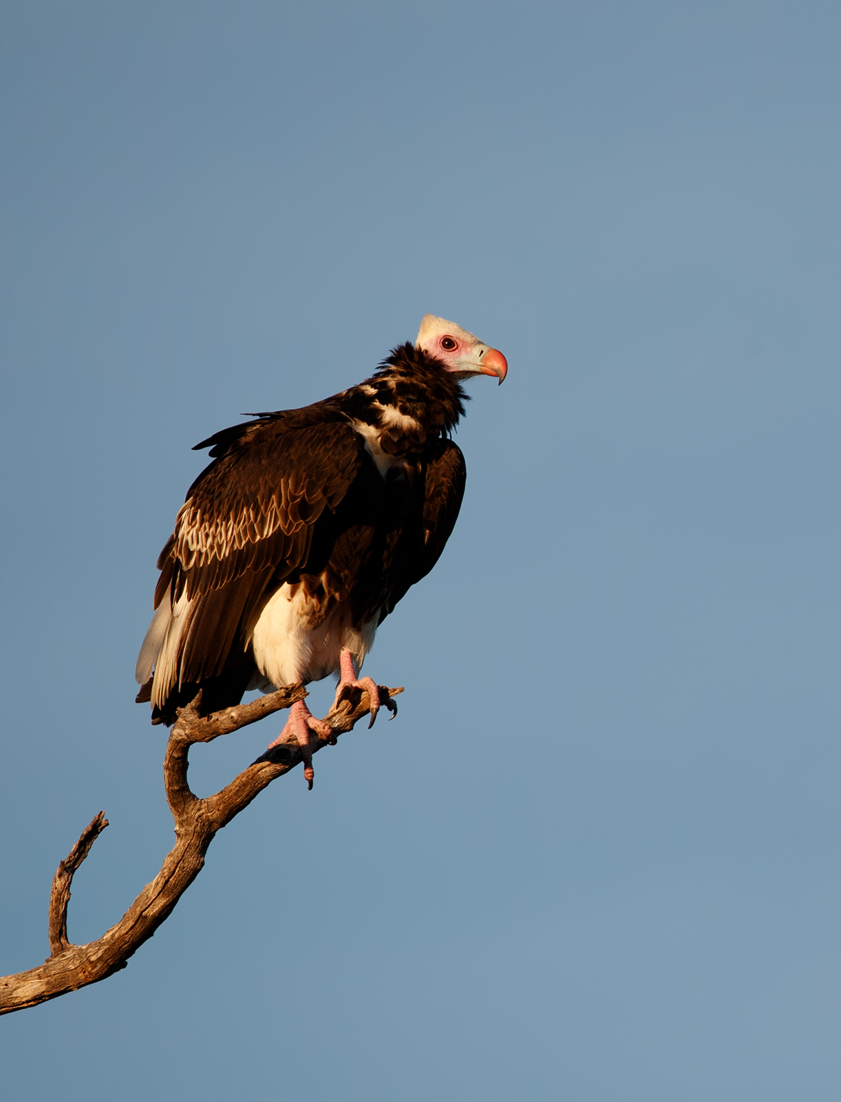 White Headed Vulture