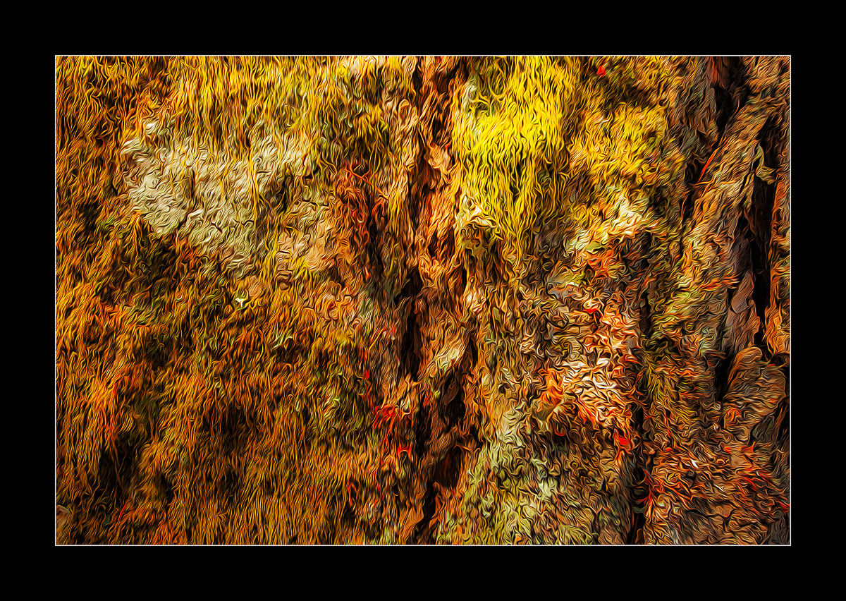 Tree Bark