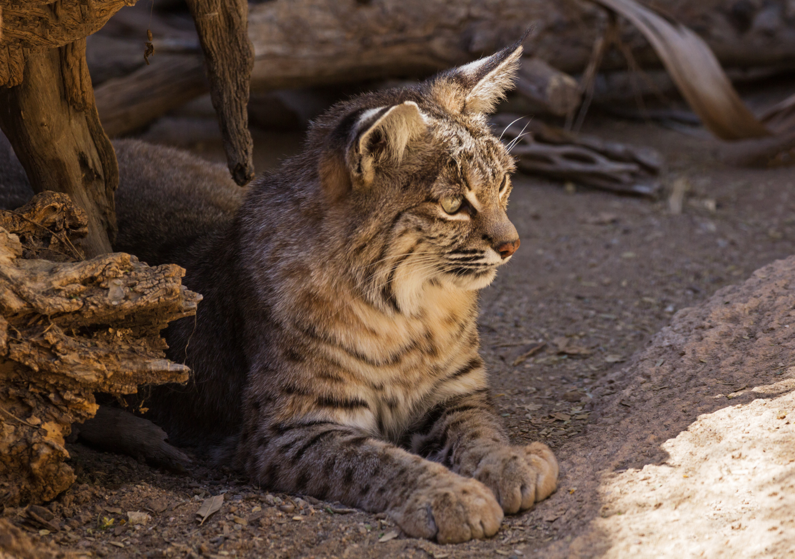 AZSON Bobcat