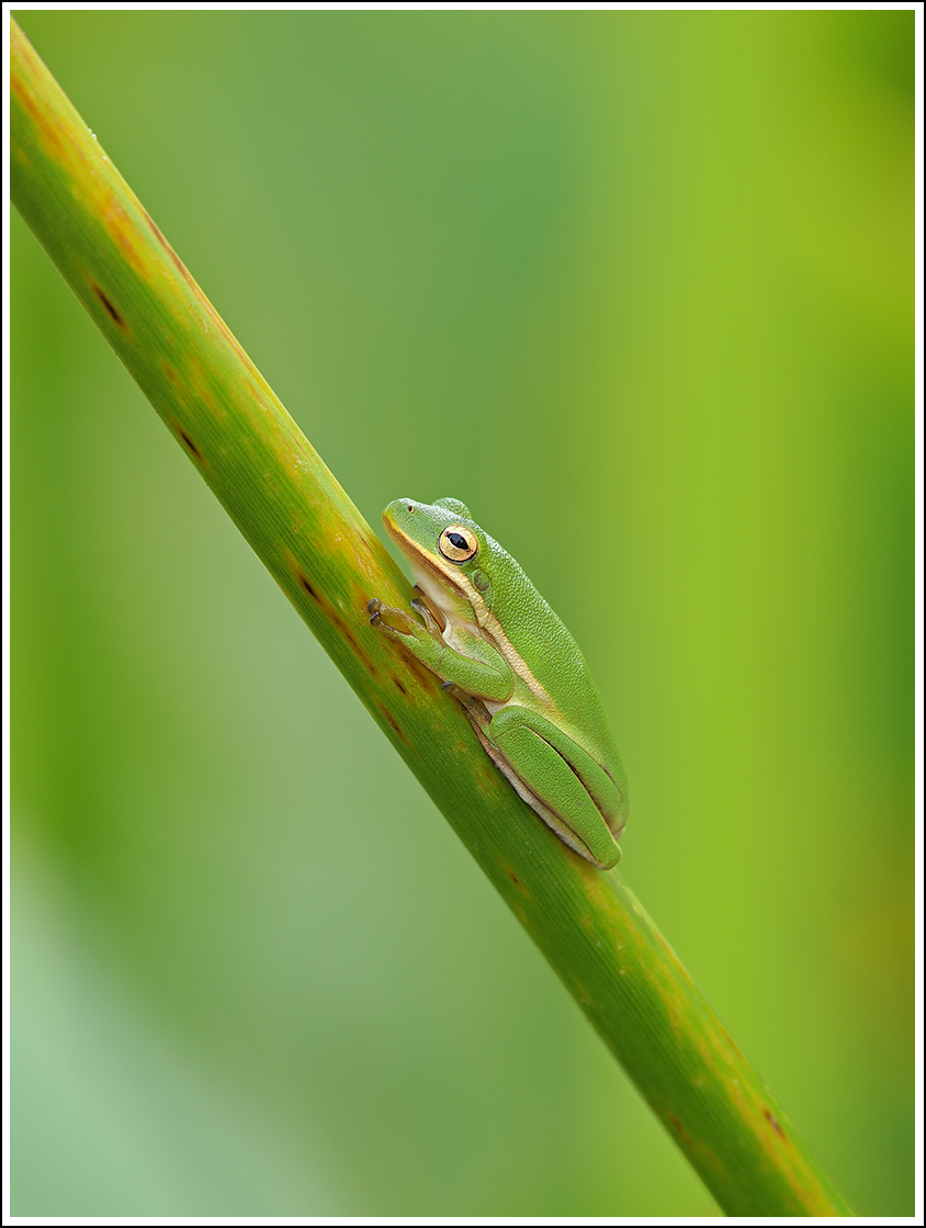 Green Tree Frog