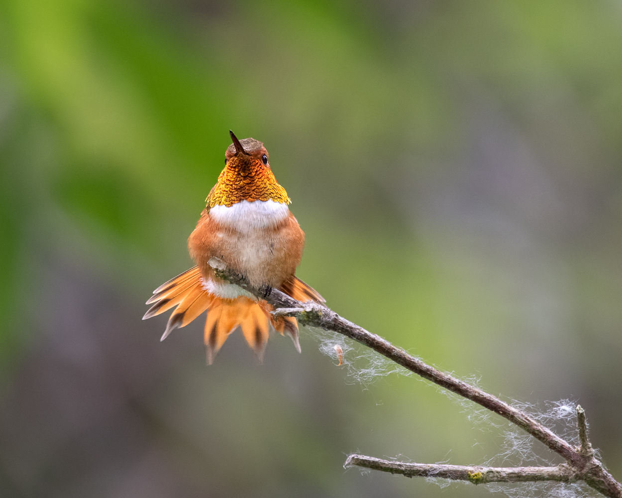 Rufous Hummingbird
