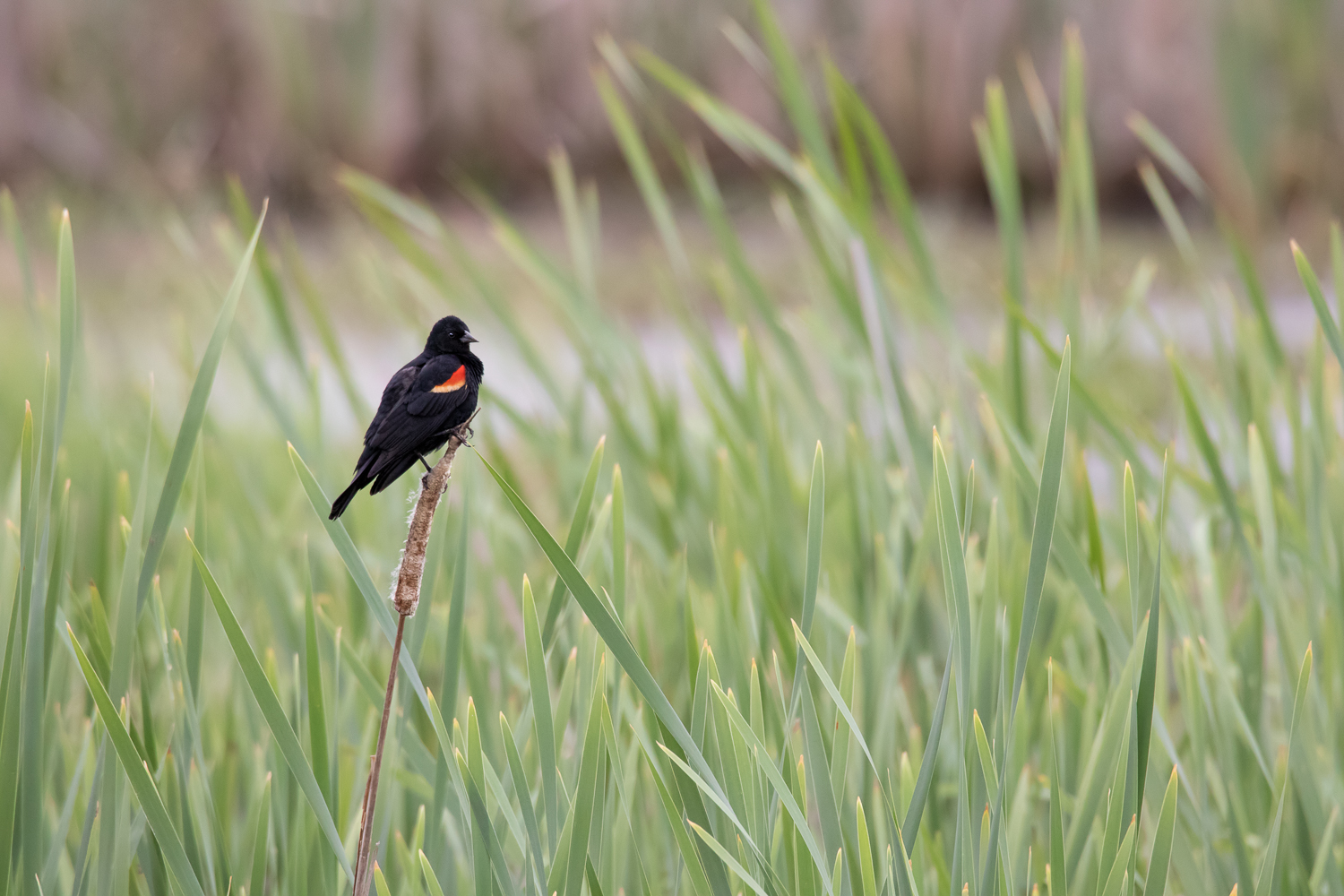 Red-winged Blackbird