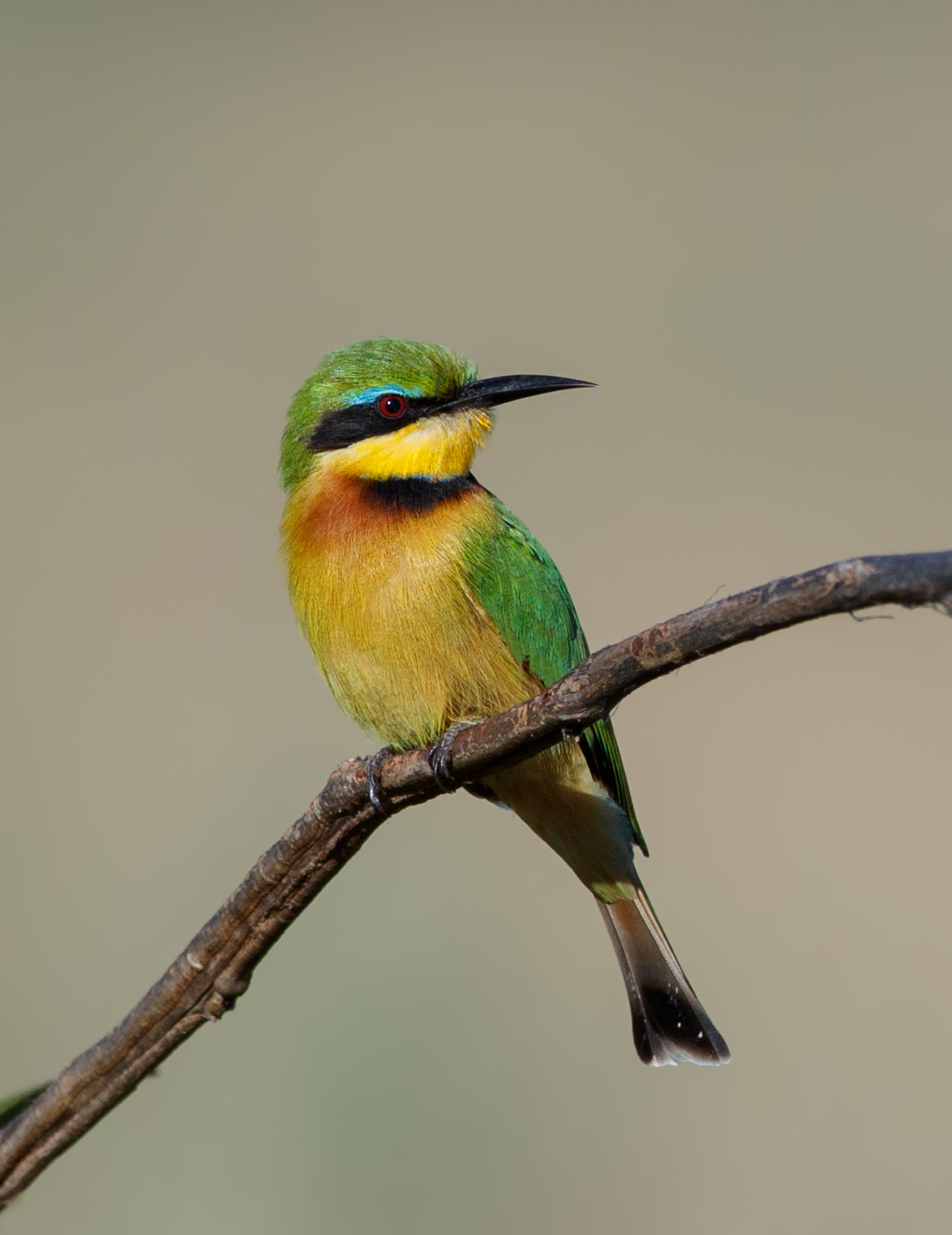 Little Bee-Eater