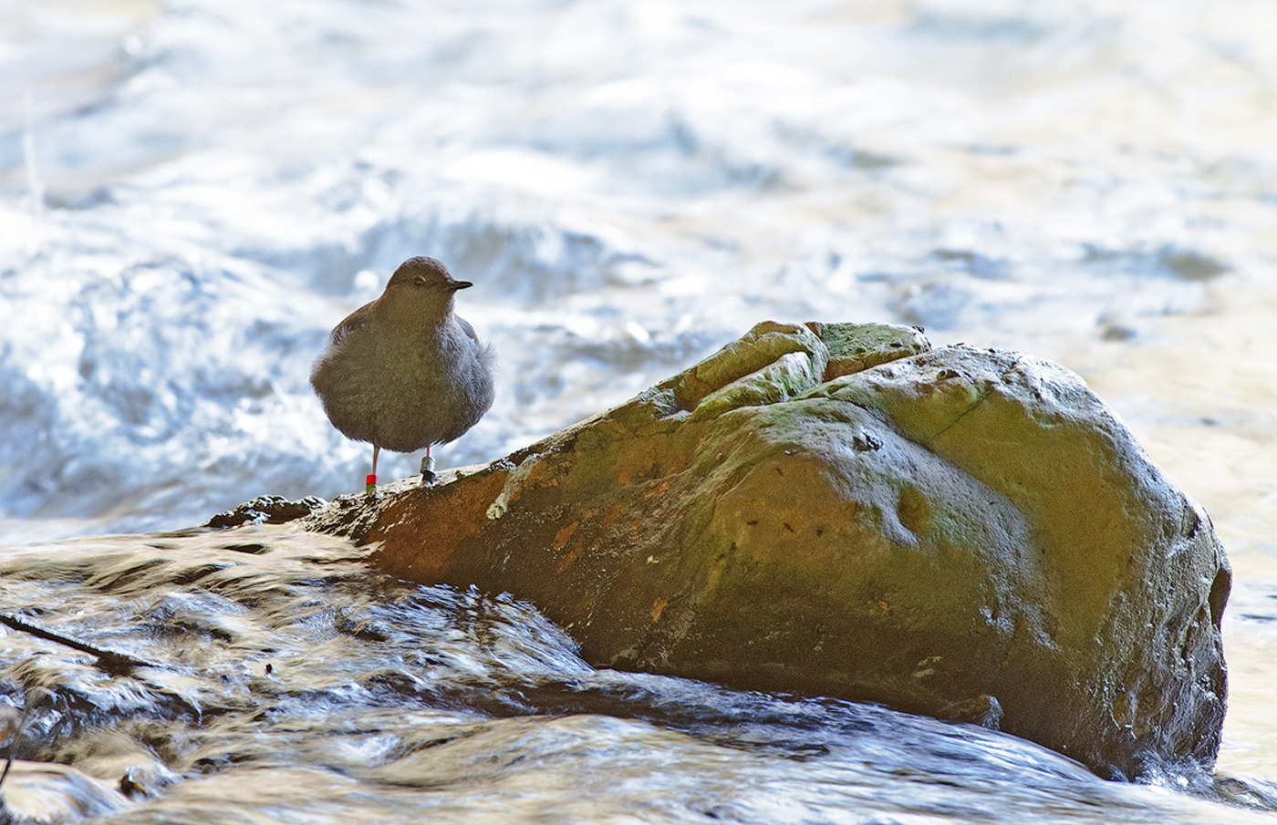 Dipper